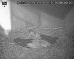Capi_Dubne_20260518_000003.jpg