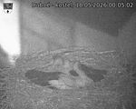 Capi_Dubne_20260518_000502.jpg
