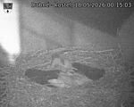 Capi_Dubne_20260518_001503.jpg