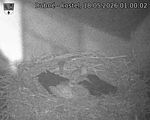 Capi_Dubne_20260518_010002.jpg