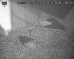 Capi_Dubne_20260518_013003.jpg