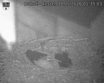 Capi_Dubne_20260518_013503.jpg