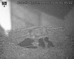 Capi_Dubne_20260518_014502.jpg