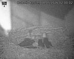 Capi_Dubne_20260518_020002.jpg