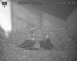 Capi_Dubne_20260518_021002.jpg
