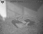 Capi_Dubne_20260518_022003.jpg