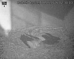 Capi_Dubne_20260518_023003.jpg
