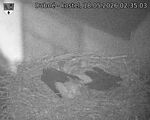 Capi_Dubne_20260518_023503.jpg
