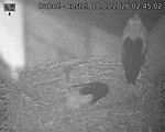 Capi_Dubne_20260518_024502.jpg