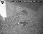 Capi_Dubne_20260518_031003.jpg