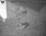 Capi_Dubne_20260518_032003.jpg