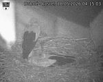 Capi_Dubne_20260518_041503.jpg