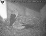 Capi_Dubne_20260518_042003.jpg