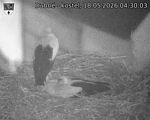 Capi_Dubne_20260518_043003.jpg