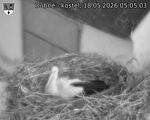 Capi_Dubne_20260518_050503.jpg