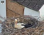 Capi_Dubne_20260518_052503.jpg