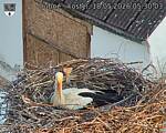Capi_Dubne_20260518_053003.jpg