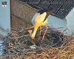 Capi_Dubne_20260518_053503.jpg