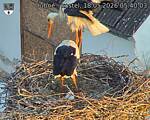 Capi_Dubne_20260518_054003.jpg