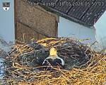 Capi_Dubne_20260518_055003.jpg