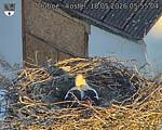 Capi_Dubne_20260518_055504.jpg