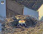 Capi_Dubne_20260518_060504.jpg