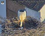 Capi_Dubne_20260518_061004.jpg