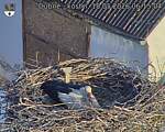 Capi_Dubne_20260518_061504.jpg