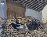 Capi_Dubne_20260518_063504.jpg