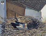 Capi_Dubne_20260518_064004.jpg
