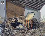 Capi_Dubne_20260518_065002.jpg