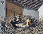 Capi_Dubne_20260518_065503.jpg