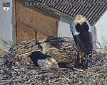 Capi_Dubne_20260518_070004.jpg