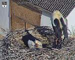 Capi_Dubne_20260518_070504.jpg