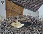 Capi_Dubne_20260518_075503.jpg
