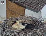 Capi_Dubne_20260518_080003.jpg