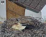Capi_Dubne_20260518_080502.jpg