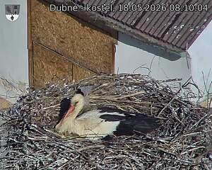 Capi_Dubne_20260518_081004.jpg (1350&nbsp;x&nbsp;1080)