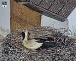 Capi_Dubne_20260518_081504.jpg