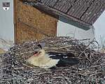 Capi_Dubne_20260518_082002.jpg