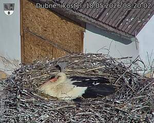 Capi_Dubne_20260518_082002.jpg (1350&nbsp;x&nbsp;1080)