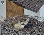 Capi_Dubne_20260518_082503.jpg