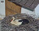 Capi_Dubne_20260518_085002.jpg