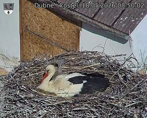 Capi_Dubne_20260518_085002.jpg (1350&nbsp;x&nbsp;1080)