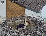 Capi_Dubne_20260518_085504.jpg