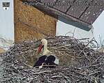 Capi_Dubne_20260518_090004.jpg