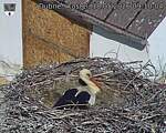 Capi_Dubne_20260518_091004.jpg
