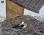 Capi_Dubne_20260518_093004.jpg