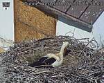 Capi_Dubne_20260518_095003.jpg