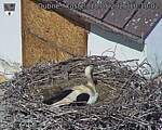 Capi_Dubne_20260518_101002.jpg